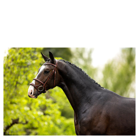 BR Bath Bridle