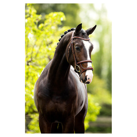BR Bath Bridle