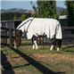 Horsewear Ireland Rambo Allrounder V-Front