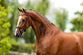 BR Longridge Bridle