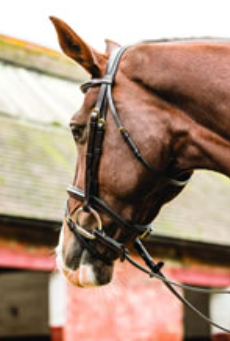 Mark Todd Performance Flash Bridle with Brass Buckles
